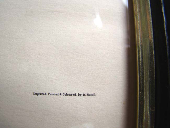 A very nice John J. Audabon framed reprint of Summer Red Birds from the Havell edition — image 4